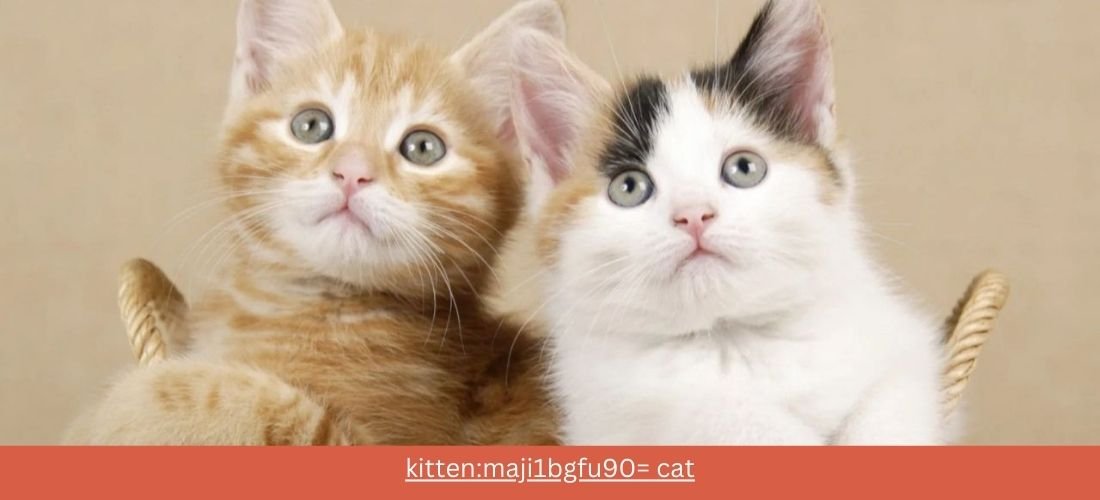 Understanding the Kitten:maji1bgfu90= cat: A Guide to Your New Feline Friend